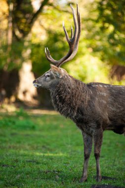 Ormandaki kırmızı geyik