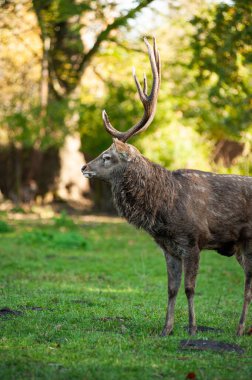 Ormandaki kırmızı geyik (Cervus elaphus). Geyik geyiği boynuzların kenarında duruyor.