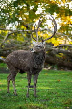 Vahşi doğadaki büyük kırmızı boğa. Sonbahar parkında büyük bir geyik