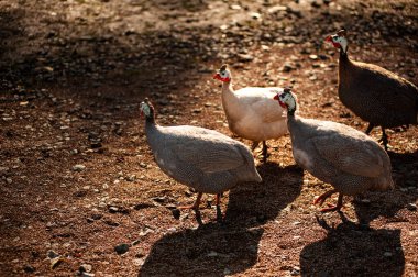 Yerin üstünde durmakta olan güzel kuşları...