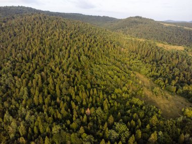 Yazın ormanın havadan görünüşü