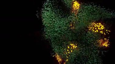 Parlayan yeşil ışık ve sihirli girdapların döngülü animasyonu. Uçan parçacıklar, fantezi ışıltıları ve yumuşak bokeh zehirli peri titreşimleriyle soyut, parlak bir enerji etkisi yaratır..