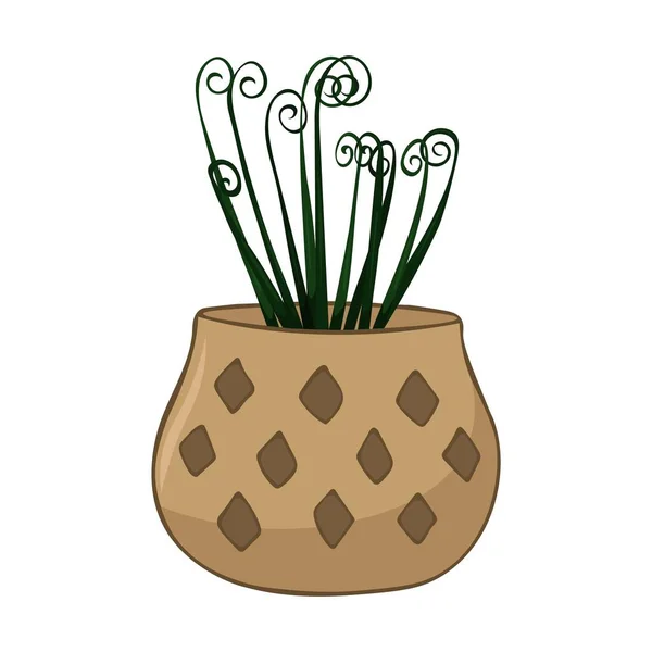 Ilustração Verão Bonito Desenhado Mão Crescer Albuca Vaso Planta Vetor — Vetor de Stock