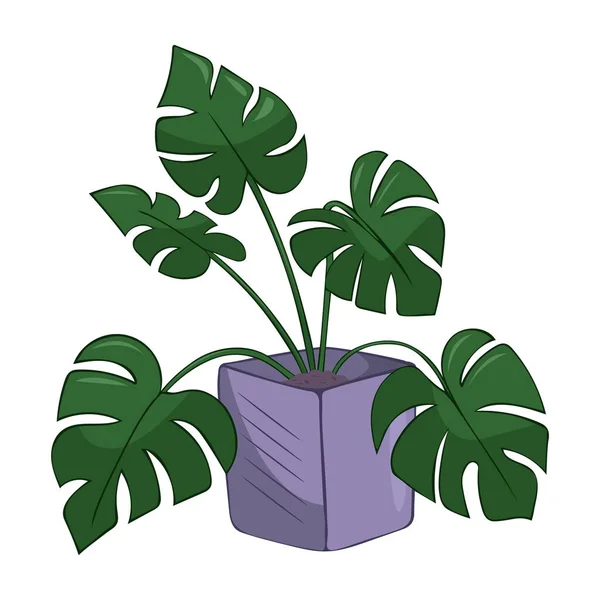 Ilustração Verão Bonito Desenhado Mão Crescimento Monstera Vaso Planta Vetor — Vetor de Stock