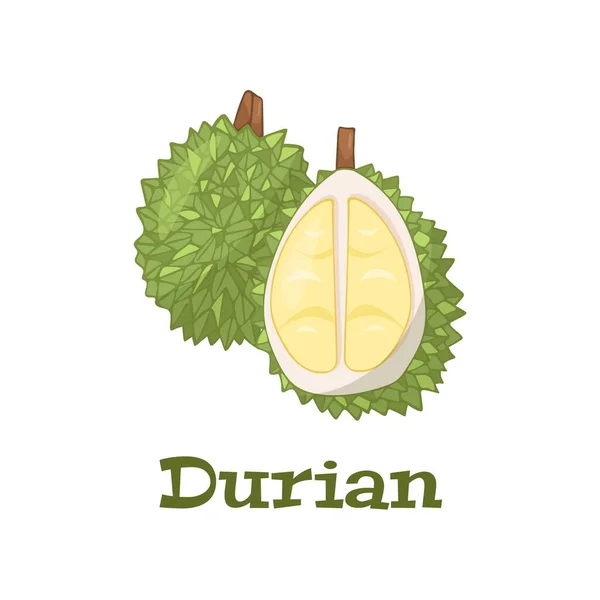 stock vector Summer tropical fruits for healthy lifestyle. Durian, whole fruit and piece. Vector illustration icon isolated on white