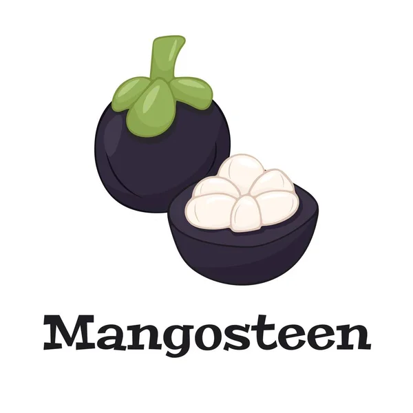 Mangosteen Design Izolált Egész Felezett Édes Trópusi Gyümölcs Egzotikus Vegán — Stock Vector