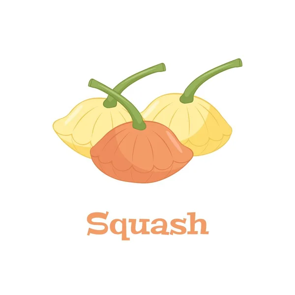Patisson Squash Vegetarisk Logotyp Ekologisk Mat Vektor Tecknad Illustration — Stock vektor