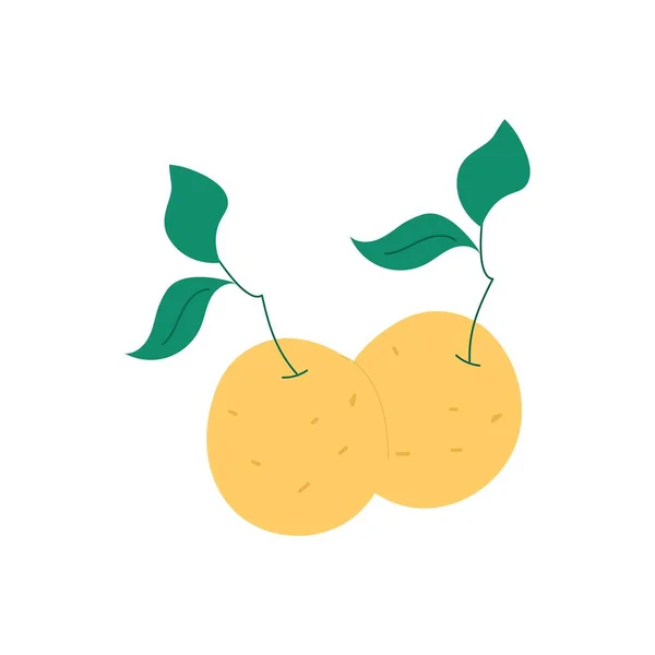 Två Apelsiner Med Gröna Kvistar Vit Bakgrund — Stock vektor