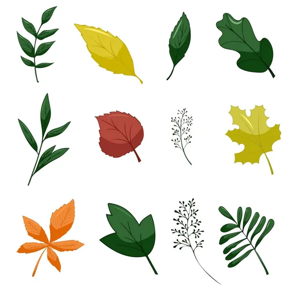 Conjunto Elementos Folhas Coleção Vetor Botânico Isolado Sobre Fundo Branco — Vetor de Stock
