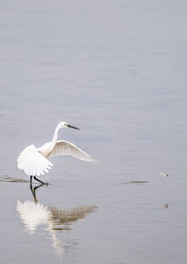 Akbalıkçılın kanatları 16.9 dikey olarak sığ sularda açılır.