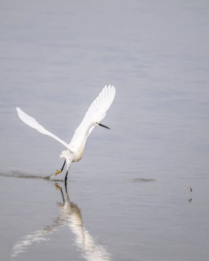 Kanatları açık bir balıkçıl sığ sularda balık avlıyor.
