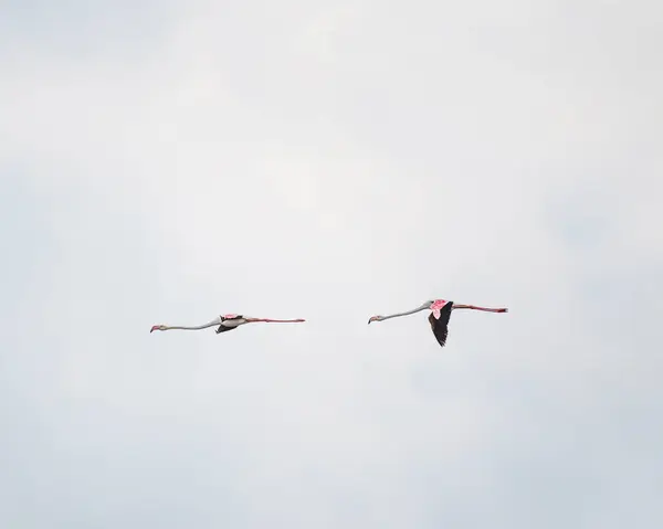 stock image Two Flamingos Flying Against a Blue Sky