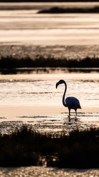 Bataklıklarda günbatımında dikey bir flamingo silueti.