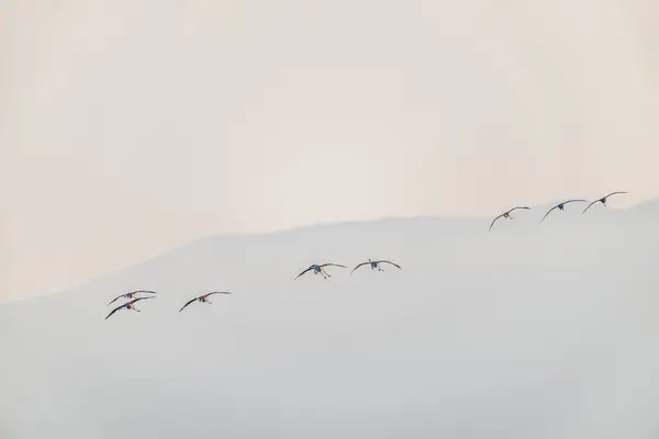 Sisli arazide uçan flamingo sürüsü