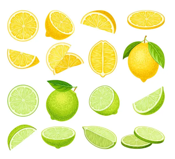 Limonlar ve limonlar hazır. Bütünün ve yarımların toplanması, meyve parçaları. Dalları ve yaprakları olan kenevirler, doğal ve organik yaz ürünleri. Beyaz arkaplanda izole edilmiş çizgi film vektör çizimleri