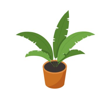 Çiçek saksısı konseptindeki Isome bitkisi. Tropik ve egzotik yapraklar. Dekor ve iç mekan elementi. Rahatlık ve rahatlık. Çizgi film 3 boyutlu vektör çizimi beyaz arkaplanda izole edildi