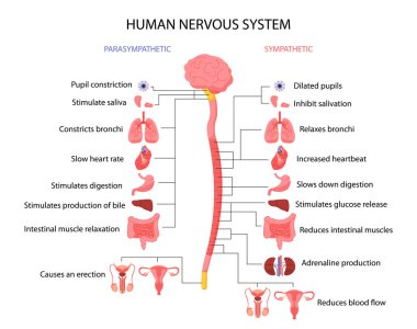 Sempatik parasempatik konsept. Anatomi ve biyoloji. Tıbbi öğretim materyalleri ve bilgi grafikleri. Beyin ve omurga. Çizgi film düz vektör çizimi beyaz arkaplanda izole edildi