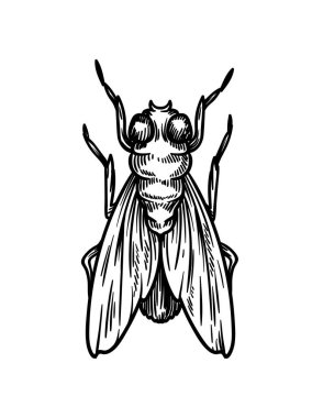 El yapımı böcek konsepti. Kanatlı şirin hayvan çizimi. Biyoloji ve zooloji. Sosyal ağlar ve kuryeler için etiket. Beyaz arkaplanda izole edilmiş doğrusal düz vektör çizimi