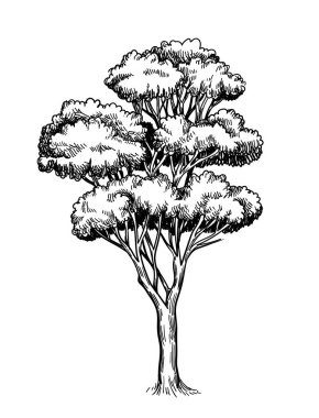 Meşe ağaçları el çizimi. Minimalist yaratıcılık ve sanat. Oymalı bitki silueti. Broşür, broşür ve kitapçık. Beyaz arkaplanda izole edilmiş doğrusal düz vektör çizimi