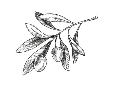 Zeytin dalı skeci. Minimalist yaratıcılık ve sanat. Oymalı bitki silueti. Sosyal ağlar ve kuryeler için etiket. Beyaz arkaplanda izole edilmiş doğrusal düz vektör çizimi