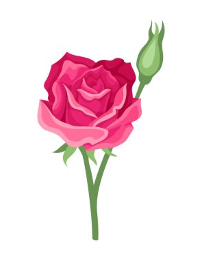 Tatlı suluboya gül. Yapraklı pembe çiçek. Güzellik, zarafet ve estetik. Bahar ve yaz mevsimi. Şablon ve düzen. Çizgi film düz vektör çizimi beyaz arkaplanda izole edildi