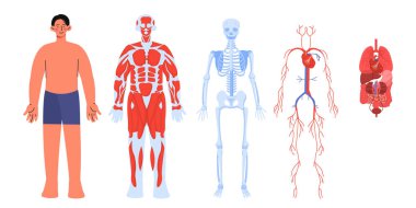 Vücut anatomisi seti. Biyoloji ve sağlık hizmetleri, tıbbi bilgiler ve eğitim materyalleri. İskelet ve dolaşım sisteminin yapısı. Çizgi film düz vektör koleksiyonu beyaz arkaplanda izole edildi