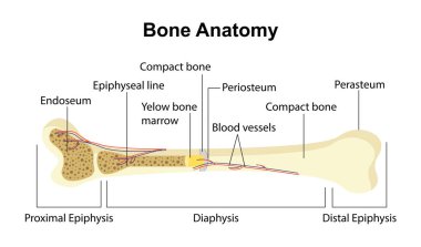 Kemik anatomisi konsepti. Tıbbi eğitim materyalleri ve bilgi grafikleri. Vücut parçalarının yapısı. Endosyum, Periosteum ve Perasteum. Çizgi film düz vektör çizimi beyaz arkaplanda izole edildi