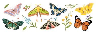 Kelebek seti. Dalların yanında kanatları olan renkli böcekler. Hayvanlar ve vahşi yaşam. Bahar ve yaz mevsiminin Flora ve Fauna 'sı. Çizgi film düz vektör koleksiyonu beyaz arkaplanda izole edildi