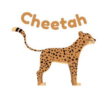 Vahşi Afrika hayvanı. Benekli hızlı çita ya da leopar çıkartması. Ormanda ya da savanada yaşayan tehlikeli memelilerin ikonu. Çizgi film düz vektör çizimi beyaz arkaplanda izole edildi