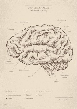 Beyni olan eski bir tıbbi poster. Minimalist yaratıcılık ve sanat. Tıbbi bilgi grafikleri. Biyoloji ve anatomi. Merkezi sinir sisteminin yapısı böyle. Broşür ve broşür. Çizgi film düz vektör çizimi