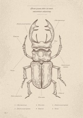 Klasik böcek posteri. Minimalist yaratıcılık ve sanat. Biyoloji ve zooloji. Böceğin yapısı. Broşür ve broşür. Çocuklar için eğitici materyaller. Doğrusal düz vektör çizimi