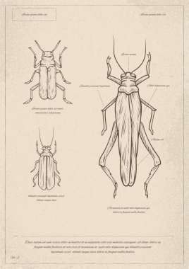 Klasik böcek posteri. Minimalist yaratıcılık ve sanat. Biyoloji ve zooloji. Çekirge vücudunun yapısı. Kapak ya da afiş. Çocuklar için eğitici materyaller. Doğrusal düz vektör çizimi