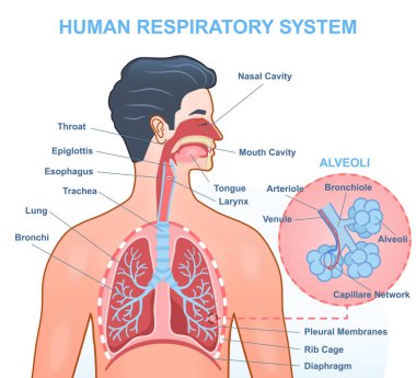 İnsan Solunum Sistemi Anatomisi. Oksijenlenmeden sorumlu iç organları olan tıbbi bilgi grafikleri. Soluk borusu, bronşlar, ciğerler ve alveoller. Beyaz arkaplanda çizgi film düz vektör çizimi