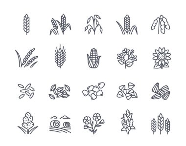 Set of cereals linear icons. Editable Stroke Signs. Ears of wheat, millet, buckwheat, rice, proso and barley. Agriculture and farming. Outline simple vector collection isolated on white background clipart