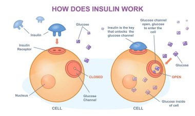 İnsülin nasıl etki eder? Fizyolojik glikoz ya da şeker metabolizması ile ilgili tıbbi bilgiler. Eğitim planlı bir poster. Çizgi film düz vektör çizimi beyaz arkaplanda izole edildi