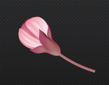 Kiraz çiçeği bitkisi. Pembe sakura çiçeği. Geleneksel Japon çiçek bitkisi. Bahçe ağacı elementi Şablon ve düzen. Şeffaf arkaplanda izole edilmiş gerçekçi vektör çizimi