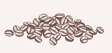 Kahve çekirdekleri. Kahve için kavrulmuş Robusta ya da Arabica fasulyesi ile pankart. Paketleme ya da kahve dükkanı menüsü için karalama tasarımı öğesi. El çizimi taslak vektör çizimi