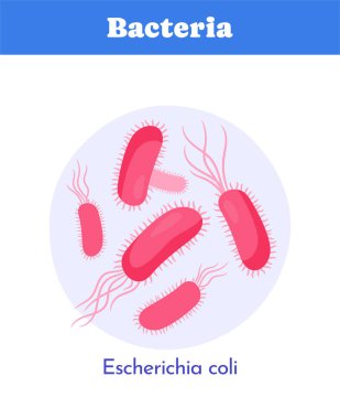 Escherichia coli bakterisinin pembe hücre şekilli ve kırbaçlanmış hali, beyaz arka planda basitleştirilmiş çizgi film tarzında gösterilir. Mikrobiyoloji kavramı. Vektör illüstrasyonu