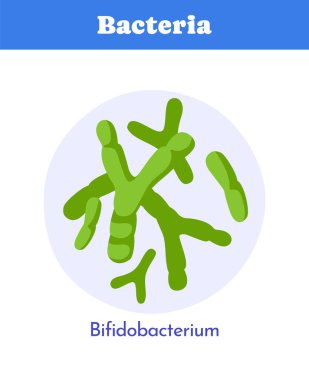 Beyaz arka planda, mavi başlıklı dairesel çerçeveli yeşil bifidobakteriyel bakteri çizimi. Mikrobiyoloji ve mide sağlığı kavramı. Vektör illüstrasyonu