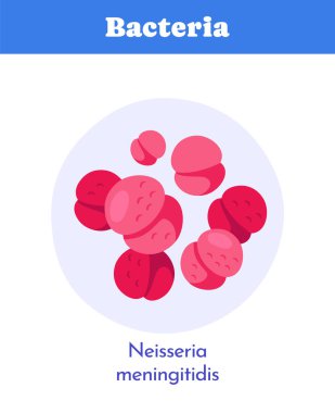 Dairesel kompozisyonda pembe Neisseria menenjit bakterisi grubu, beyaz arka planda düz grafik tarzı, mikrobiyoloji ve bulaşıcı hastalık kavramı. Vektör illüstrasyonu