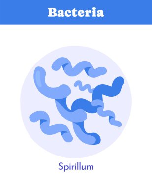 Mavi tonlarda spirilyum bakterisi tasviri, dairesel arkaplanda düz grafik tarzı. Mikrobiyoloji ve bakteri şekilleri kavramı. Vektör illüstrasyonu