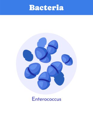 Mavi gölgeli Enterococcus bakterisi bembeyaz arka planda dairesel alan görüşlü düz bir çizgi film tarzında gösterilmiştir. Mikrobiyoloji kavramı. Vektör illüstrasyonu