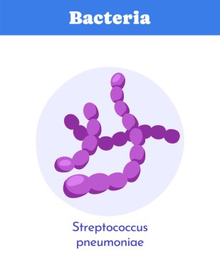 Mor Streptococcus pneumoniae bakterisi mavi başlıklı, mikrobiyoloji ve hastalık kavramına sahip beyaz bir arka planda düz bir tıbbi diyagram şeklinde gösterilir. Vektör illüstrasyonu