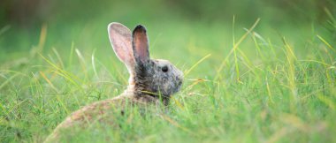 Yaz günü gün batımında yeşil çimlerin üzerinde doğal bir arka planı olan küçük tavşan..