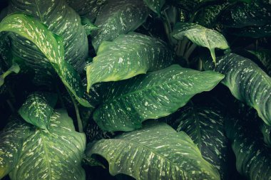 A background with an abstract design and a close-up texture of green leaves., tropical leaf and Nature concept.	