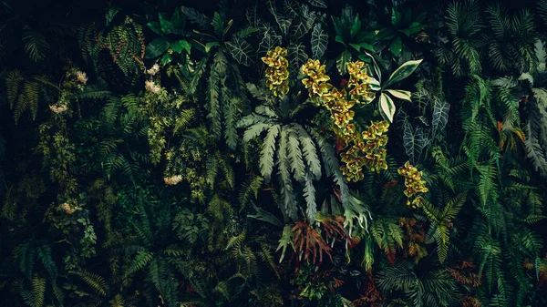 Tło Abstrakcyjnym Wzorem Zbliżenia Tekstury Zielonych Liści Tropikalny Liść Koncepcja — Zdjęcie stockowe