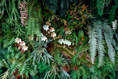 Soyut bir tasarıma sahip bir arka plan ve yeşil yaprakların yakın çekim dokusu, tropikal yaprak ve doğa kavramı..