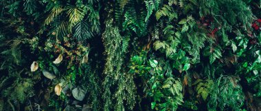 Soyut bir tasarıma sahip bir arka plan ve yeşil yaprakların yakın çekim dokusu, tropikal yaprak ve doğa kavramı..