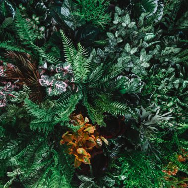 Arka plan tropik yeşil yaprak dokusu ve soyut arkaplan grubunu kapat. Tropikal yaprak doğa kavramı. 