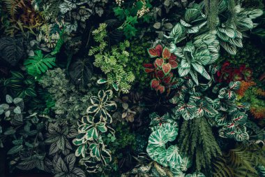 Close up group of background tropical green leaves texture and abstract background. Tropical leaf nature concept.  clipart